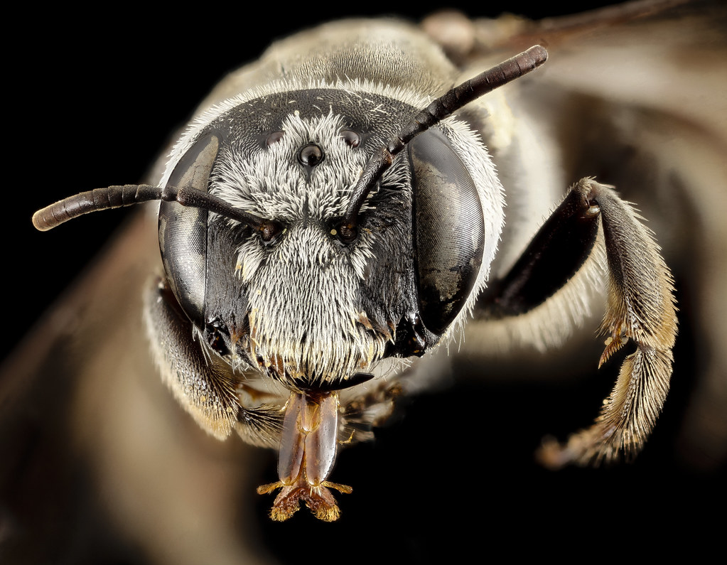 Phenocolletes , f, australia, face_2014-10-11-19.59.10 ZS PMax — related to Alternative medicine provider near me