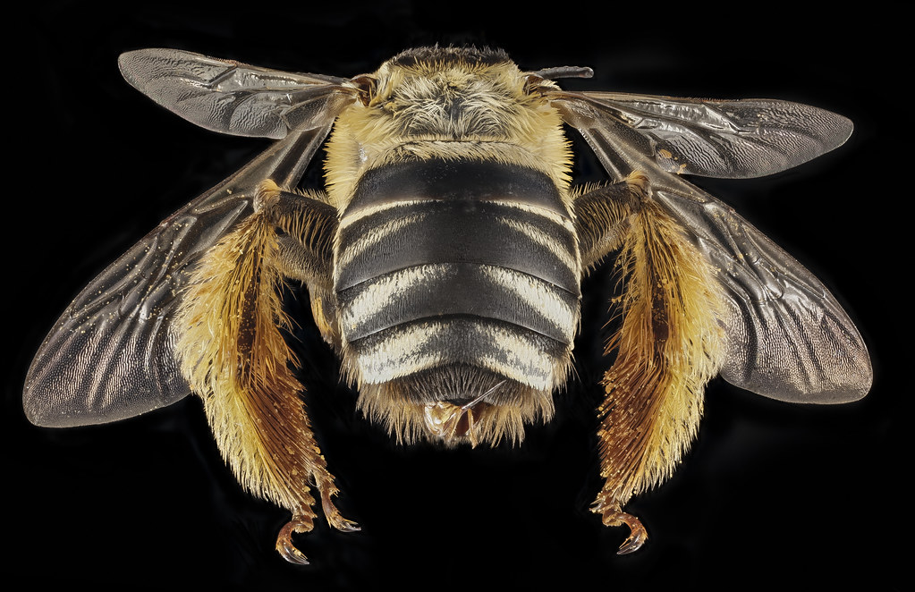 Svastra aegis, F, Back, GA, Baker County_2015-01-12-13.49.33 ZS PMax — related to Doctor near me