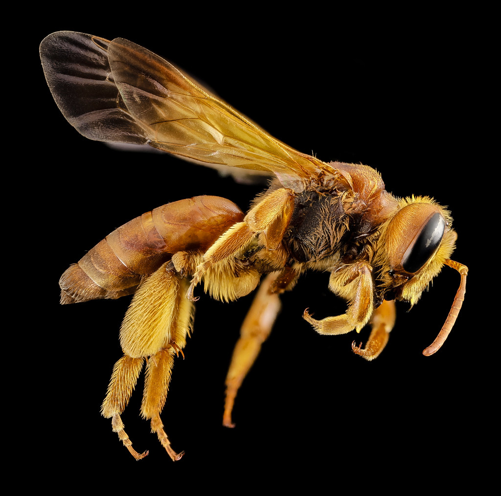 Andrena oman, f, oman, side_2014-10-11-16.25.26 ZS PMax — related to Integrated medicine doctor near me
